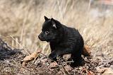 SCHIPPERKE 802